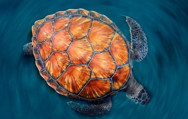 Лучшие снимки "Золотая черепаха", фотографии золотая черепаха, фотоконкурс