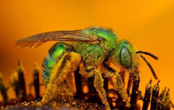 Ученый подверг свое тело самым болезненным укусам различных насекомых и описал свои ощущения