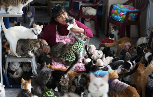 cat hospice Maria Torero, кошачий хоспис, 175 кошек больных лейкемией, Мария Тореро 
