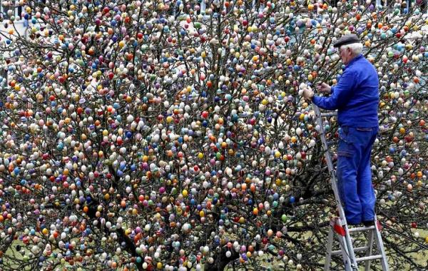 Пасхальное дерево, 2 недели и 10000 крашеных яиц на украшение дерева, Christa and Volker Kraft 