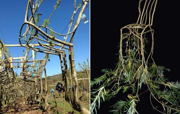 выращивает деревья в виде стульев, Гэвин Манро, Gavin Munro