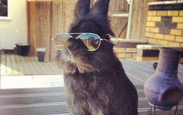 кролик в очках, крутой кролик, кролик битва фотошоперов