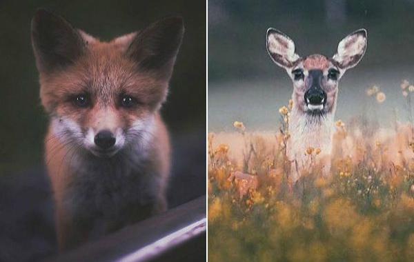 Чувственные фотографии лесных животных,  нежные фотографии лесных животных, фотографии лесных животных близкого расстояния, Конста Пункка, Konsta Punkka