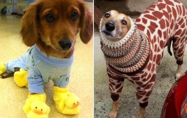 собаки в пижамах, смешные собаки, собаки в смешных пижамах