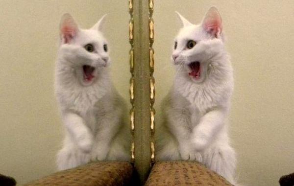 коты против зеркал, коты увидевшие себя в зеркало, коты зеркала анимация гифки