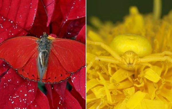 животные камуфляж, животные цвета идеально подходят к среде обитания