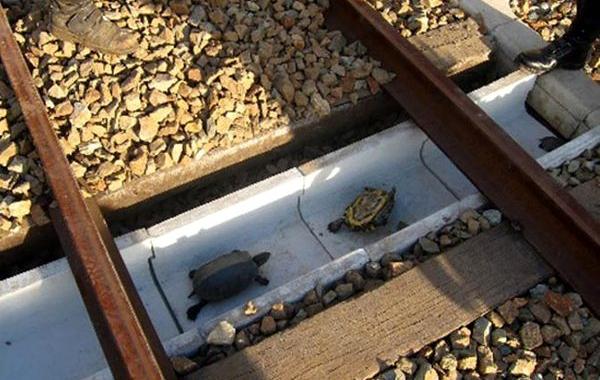черепашьи тоннели, железнодорожные переходы для черепах, железные дороги черепахи Япония