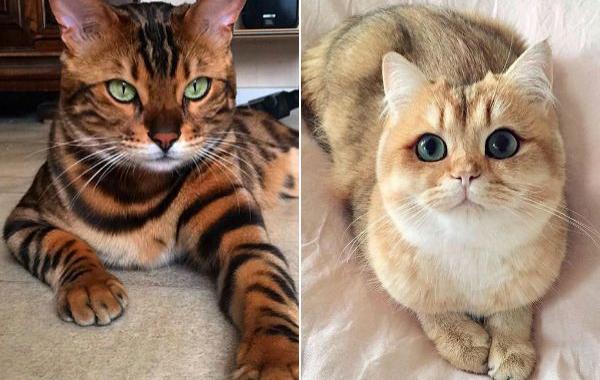 самые красивые кошки мира, самые красивые популярные мира, вирусные кошки