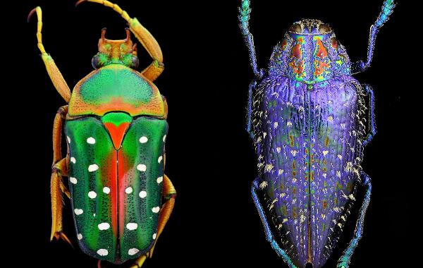 макрофотографии жуков, драгоценные жуки, яркие фотографии жуков, Франческо Багнато?Francesco Bagnato