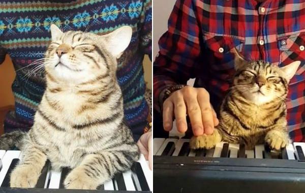 Сарпер Думан, Sarper Duman, играет с котом на пианино, кот играет на пианино, кот пианист