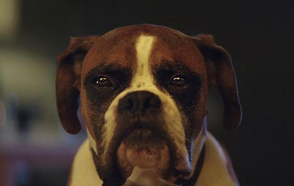 Боксёр Бастер, Buster The Boxer, рождественская реклама John Lewis 2016