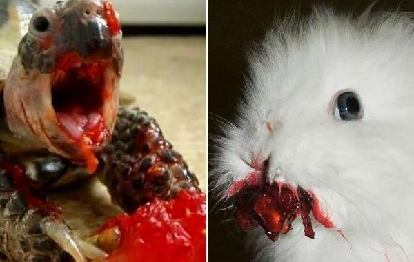 animals eating berries, животные едят клубнику, животные едят ягоды