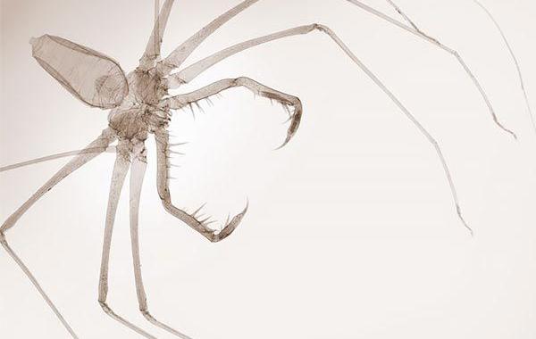 Рентгеновские снимки насекомых, Ник Визи, Nick Veasey