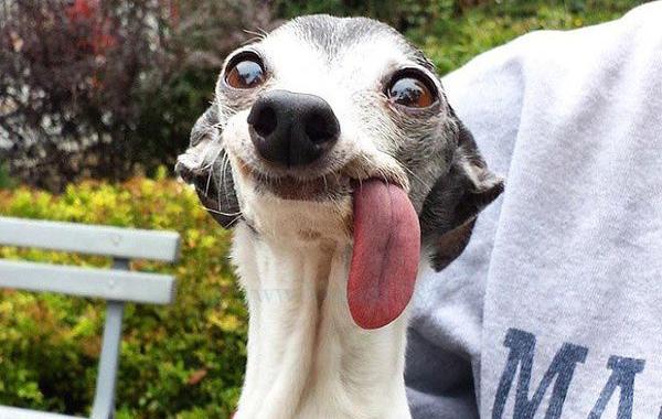битва фотошоперов собака с языком, фотошоп собака с языком, фотожабы собака с языком