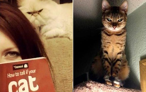 кошки, которые хотя убить своих владельцев, злые кошки