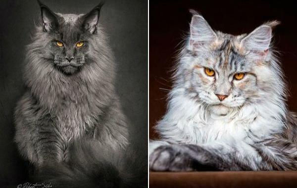 фотографии мейн-кунов, портреты мейн-кунов