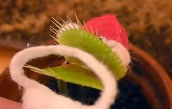 Charlie the venus flytrap, Kluna Tik, мухоловка Чарли