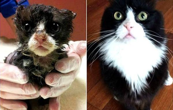 кошки до и после того как их подобрали с улицы, спасённые кошки, бездомные коты до и после