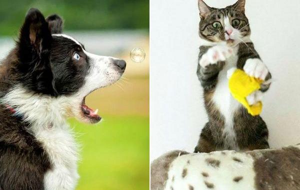 фотоконкурс смешных домашних животных, смешные фото домашних животных, Comedy Pet Photography Awards 2017