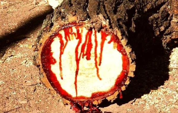 Дикий тик, кровавое дерево, дерево течет кровь, Bloodwood Tree