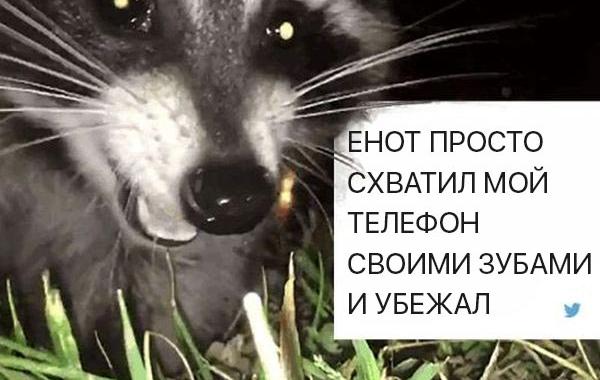 енот украл телефон во время съёмки, пытался снять енота на видео украл телефон