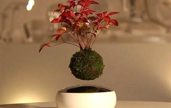 Air Bonsai? микропланеты с бонсай, бонсай парящий в воздухе, воздушный бонсай