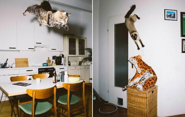 Летающие коты, эпичные прыжки кошачьих, кошки сфотографированные во время прыжка