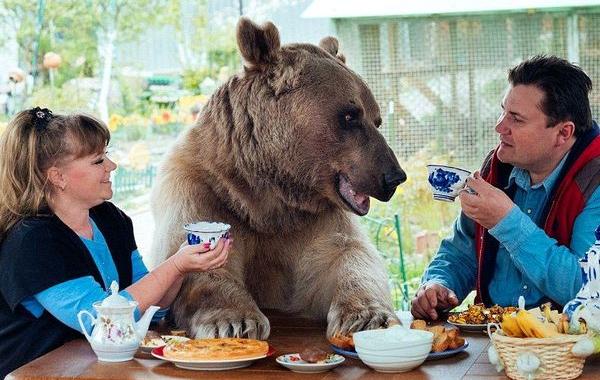 медведь живёт в российской семье, медведь Светлана и Юрий Пантелеенко, медведь домашнее животное