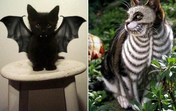 костюмы Хэллоуин для кошек, кошки в смешных костюмах