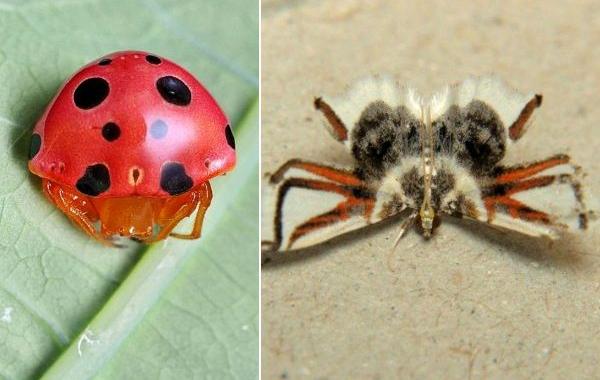 насекомые выглядят как другие животыне насекомые, насекомые похожие на других, маскировка насекомых