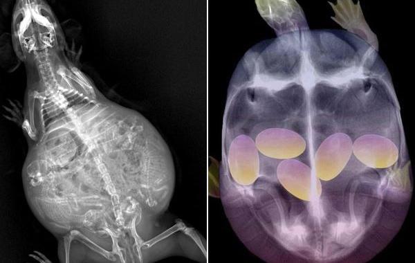 рентгеновские снимки беременных животных