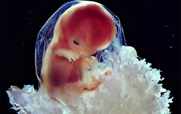 Леннарт Нильссон, Lennart Nilsson, съёмка человеческих эмбрионов