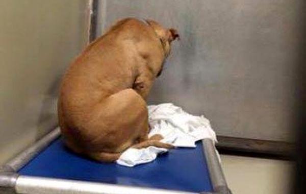 душераздирающее фото собаки, грустная собака принятие провалилось, грустная собака не взяли в семью, грустная собака в при.те для животных
