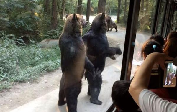 медведи стоят на задних лапах, медвдеи на задних лапах выпрашивают еду, медведи на задних лапах просят еду у туристов