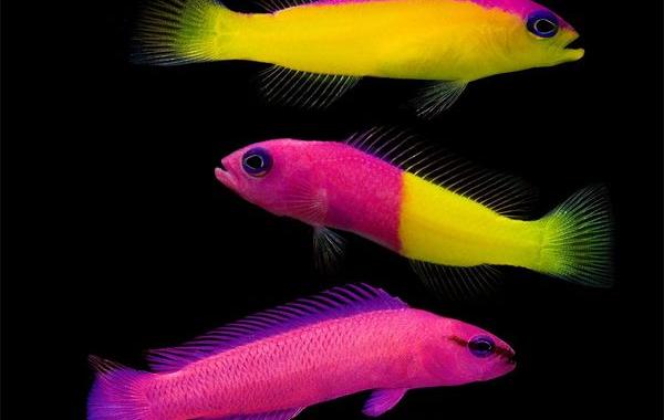 животные необычных цветов, необычные рыбы, животные без света