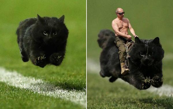 битва фотошоперов кот на поле, фотожабы кот на поле регби, Путин на коте