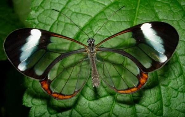Бабочки Грета Ото или "стеклянная бабочка".