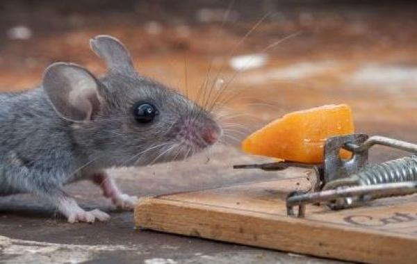 Мышь против мышеловки в фотографиях Пола Тёртона