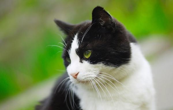 Вопросы и ответы о странном поведении  котов и кошек