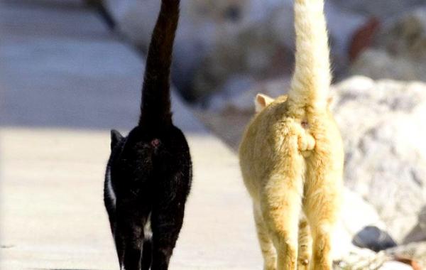 Twinkle Tush,  украшение для кошачьих задниц