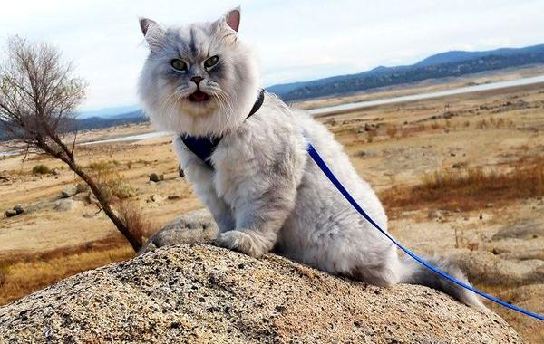 Гэндальф  кот, кот-путешественник 
