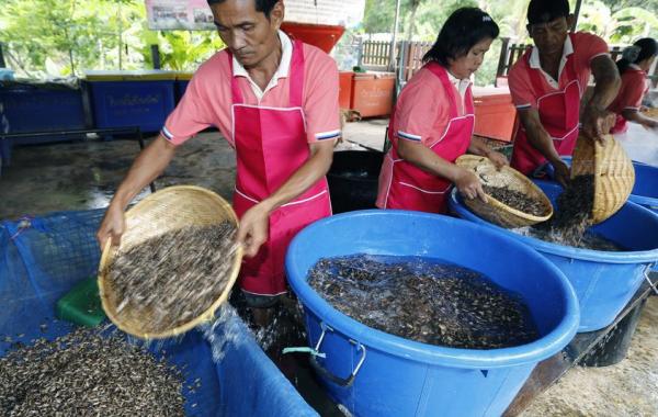 Как в Таиланде разводят съедобных насекомых