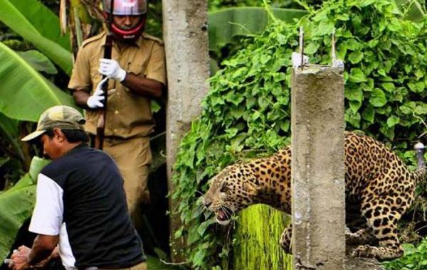 Дикий леопард напал на невинных прохожих в Индии