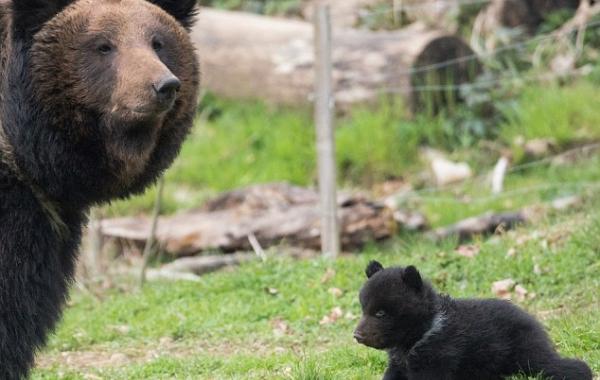 Swiss zoo kills bear, швейцарский зоопарк убил медвежонка