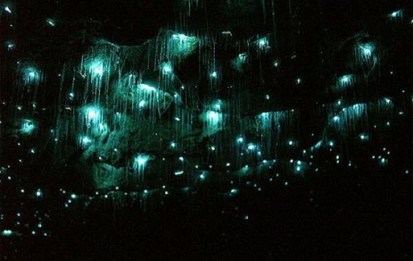 Светлячки в пещере Вайтомо 