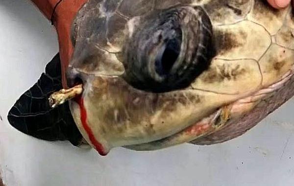 пластиковая трубочка в носу черепахи, извлечение пластиковой трубочки из носа черепахи