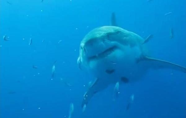 самая большая акула снятая на камеру, самая большая акула из когда-либо снятых на камеру, Deep Blue