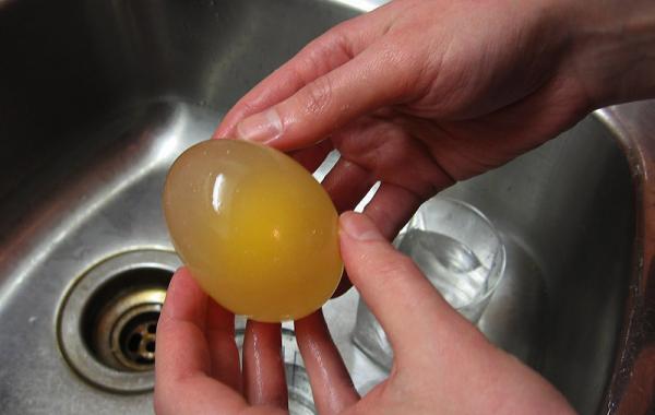 Как сделать попрыгунчик из обычного куриного яйца