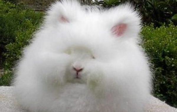 Ангорский кролик - самый пушистый кролик в мире