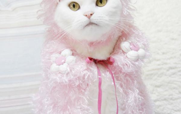 Кошачья мода по-японски